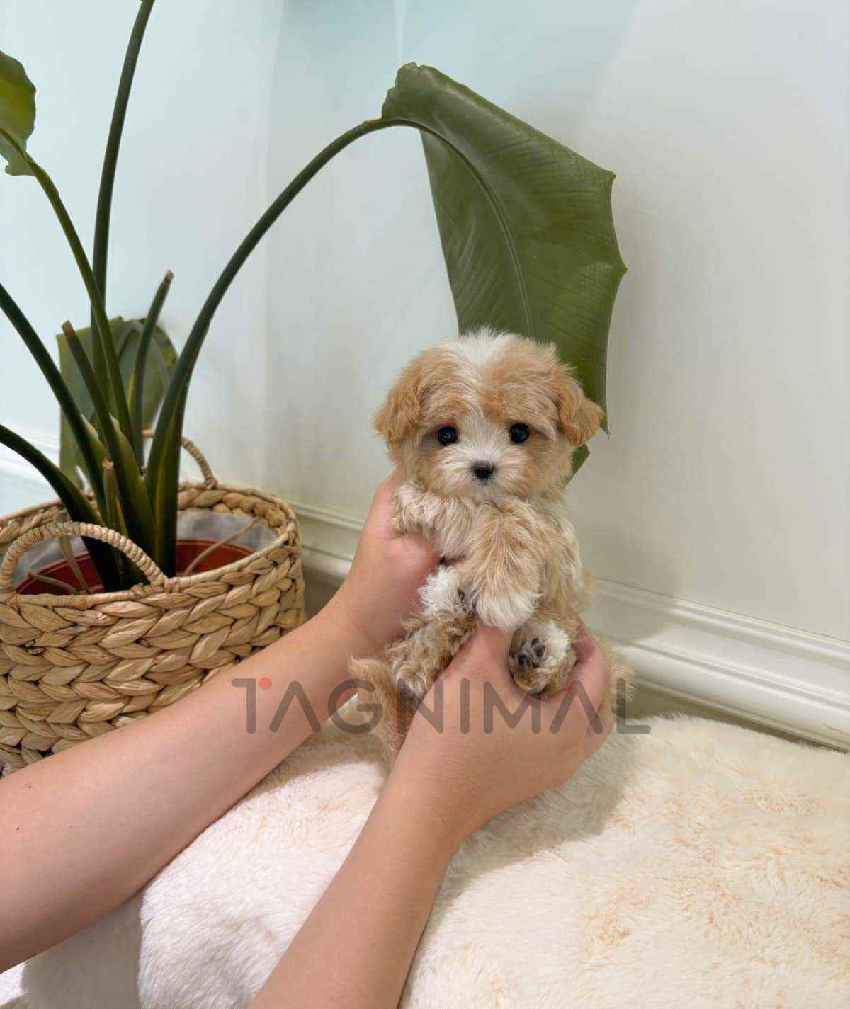 Maltipoo puppy for sale, dog for sale at Tagnimal