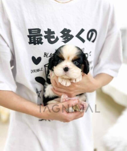 Cavalier King Charles Spaniel puppy for sale, dog for sale at Tagnimal