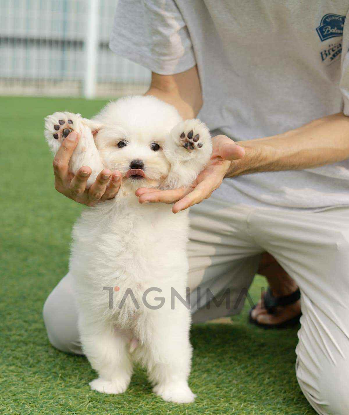 Price Coton Tzu Puppies Dog Price Coton Breeder Near Me Coton De
