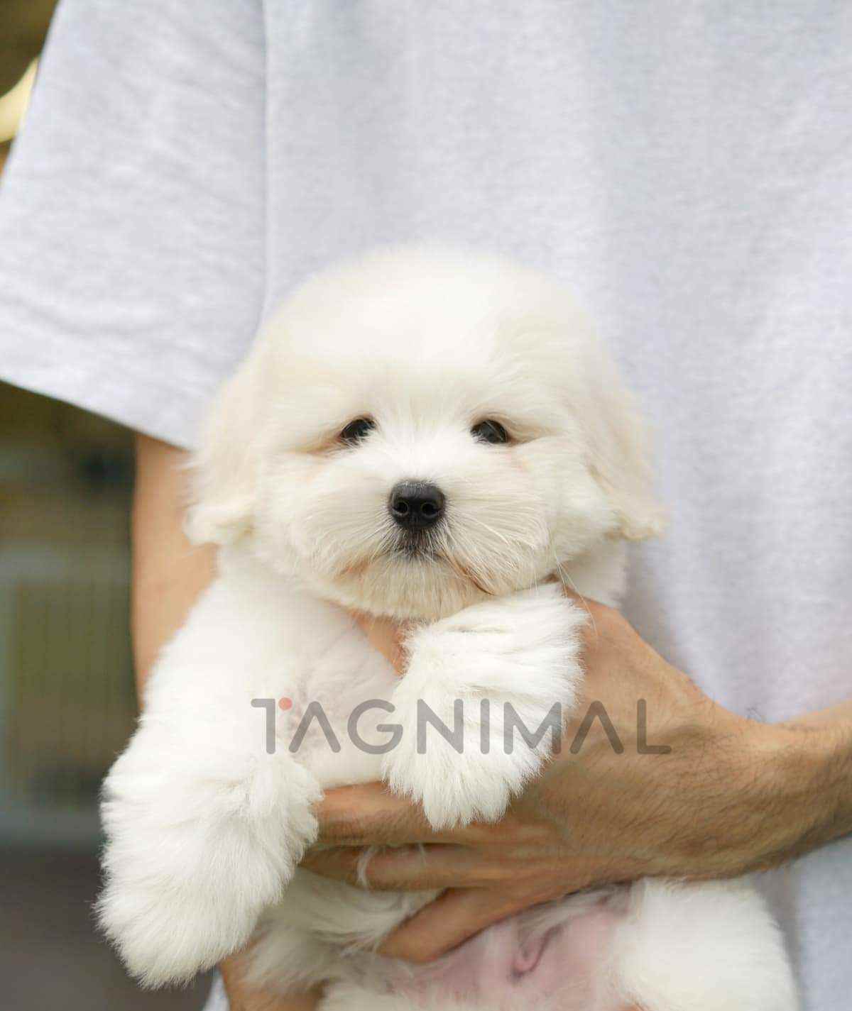 HOT Dog Coton Coton De Tulear Cost Cotton Coton Dog Price
