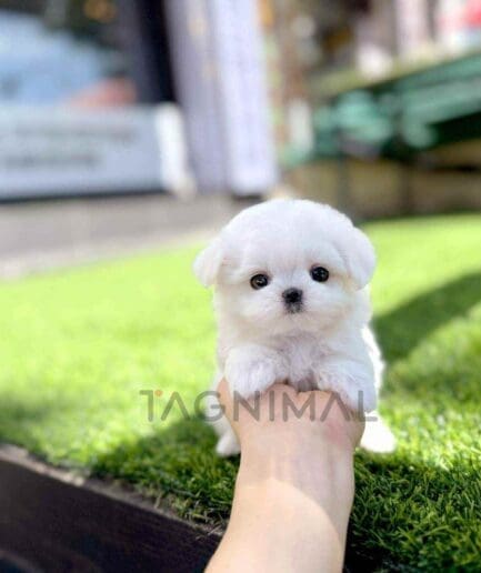 Maltese puppy for sale, dog for sale at Tagnimal