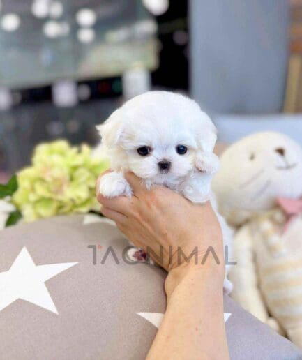 Maltese puppy for sale, dog for sale at Tagnimal