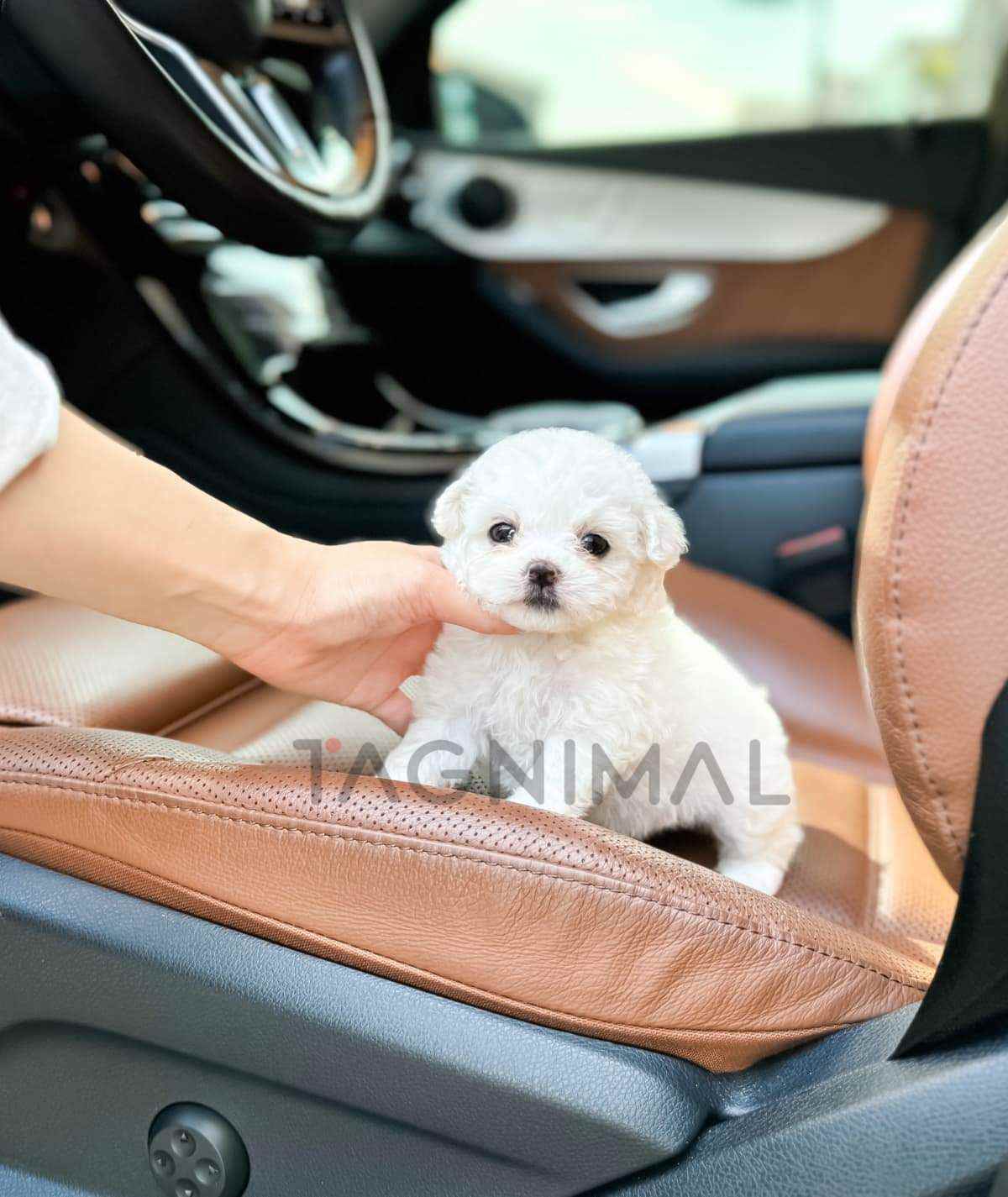 ขายลูกสุนัขมอลทิพู ซื้อสุนัข ซื้อหมา ได้ที่ Tagnimal