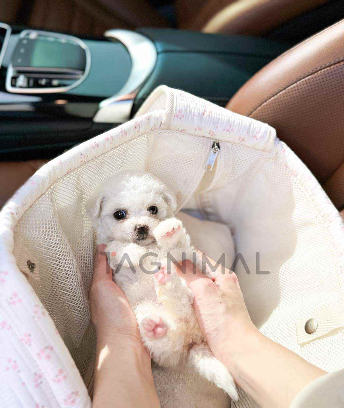 ขายลูกสุนัขมอลทิพู ซื้อสุนัข ซื้อหมา ได้ที่ Tagnimal