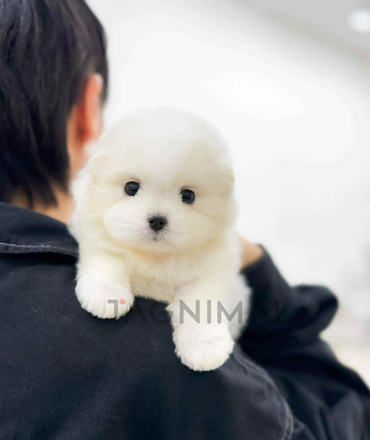 ขายลูกสุนัขมอลติปอม ซื้อสุนัข ซื้อหมา ได้ที่ Tagnimal