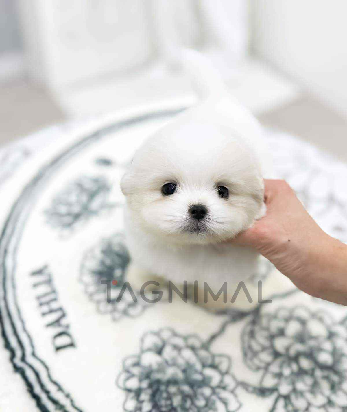 ขายลูกสุนัขมอลติปอม ซื้อสุนัข ซื้อหมา ได้ที่ Tagnimal