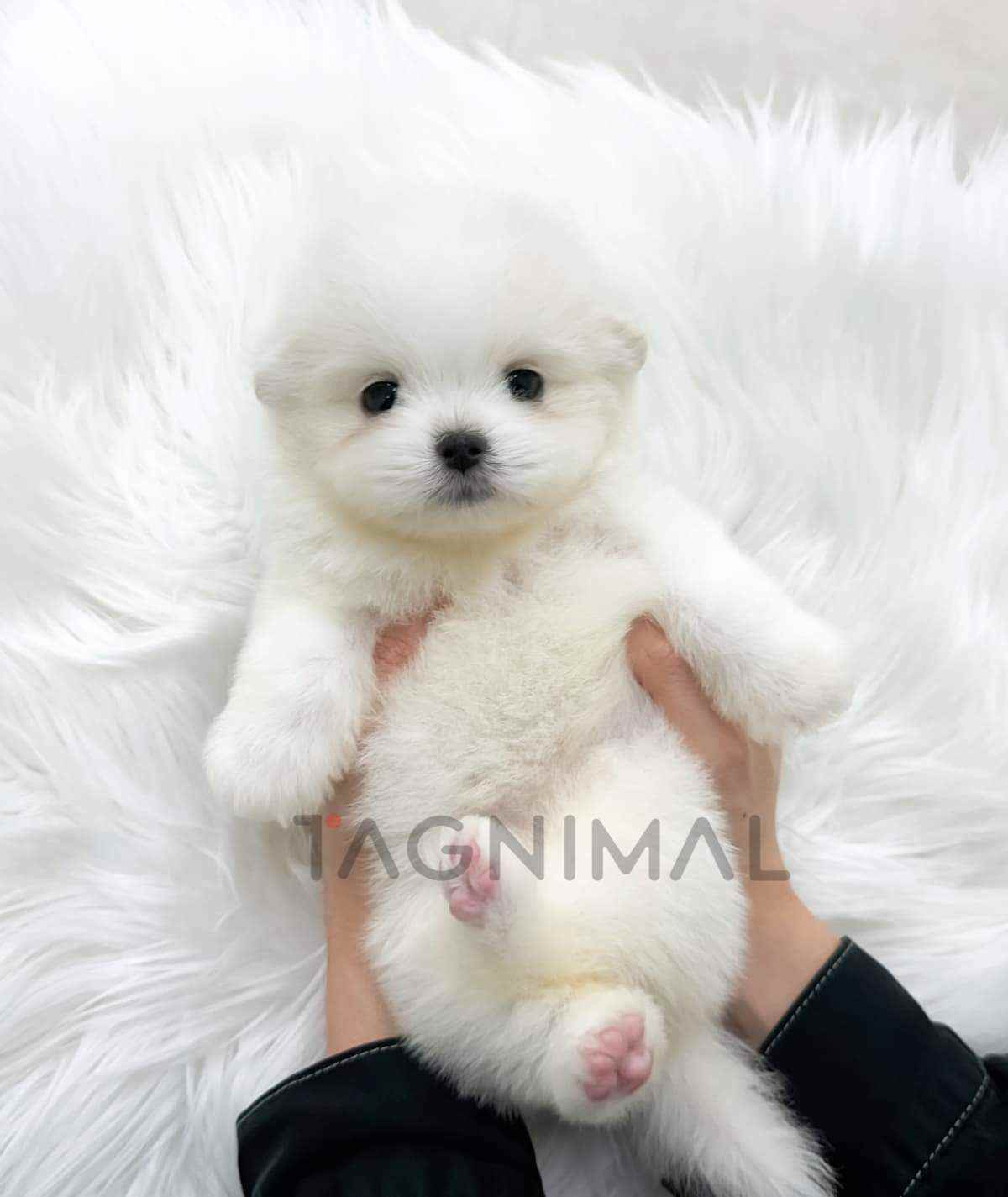 ขายลูกสุนัขมอลติปอม ซื้อสุนัข ซื้อหมา ได้ที่ Tagnimal