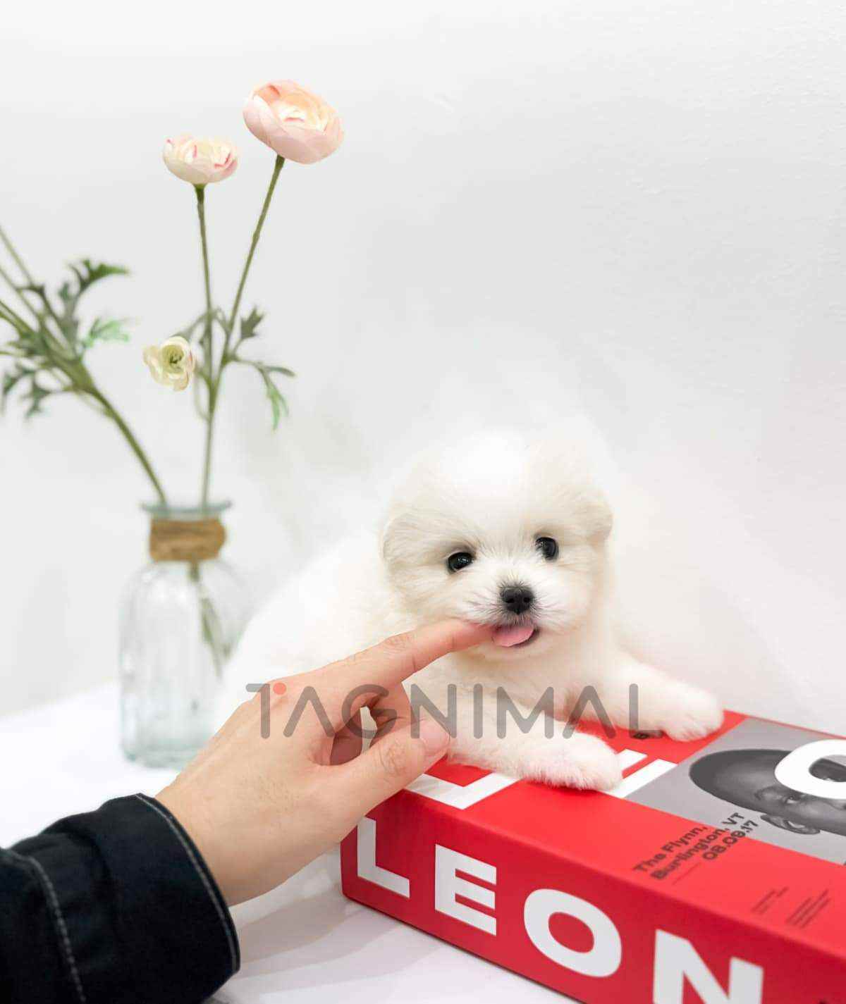 ขายลูกสุนัขมอลติปอม ซื้อสุนัข ซื้อหมา ได้ที่ Tagnimal