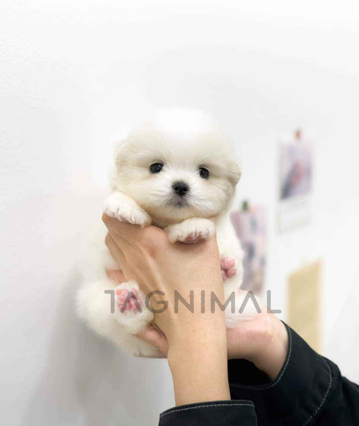 ขายลูกสุนัขมอลติปอม ซื้อสุนัข ซื้อหมา ได้ที่ Tagnimal