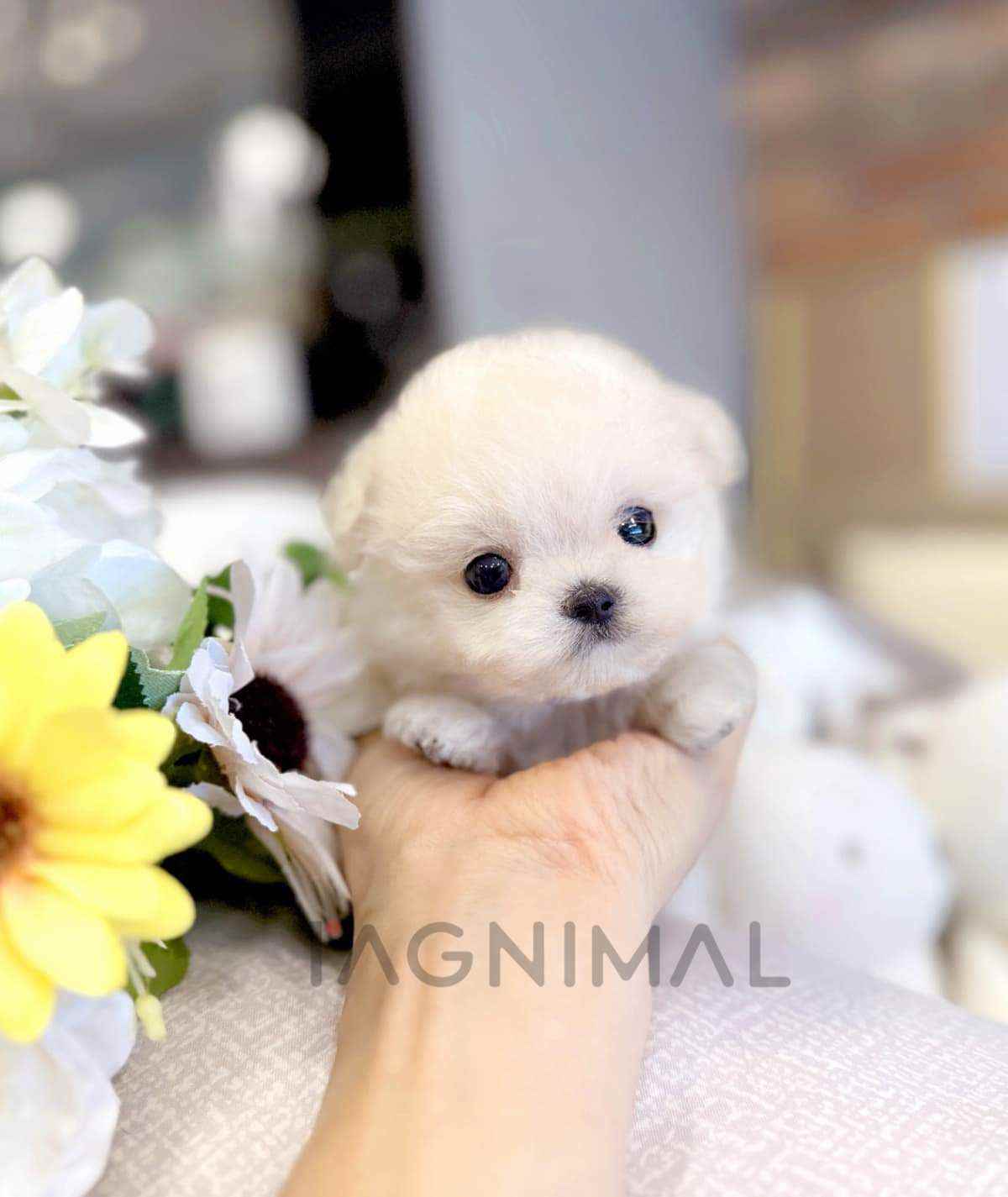 ขายลูกสุนัขมอลทิพู ซื้อสุนัข ซื้อหมา ได้ที่ Tagnimal