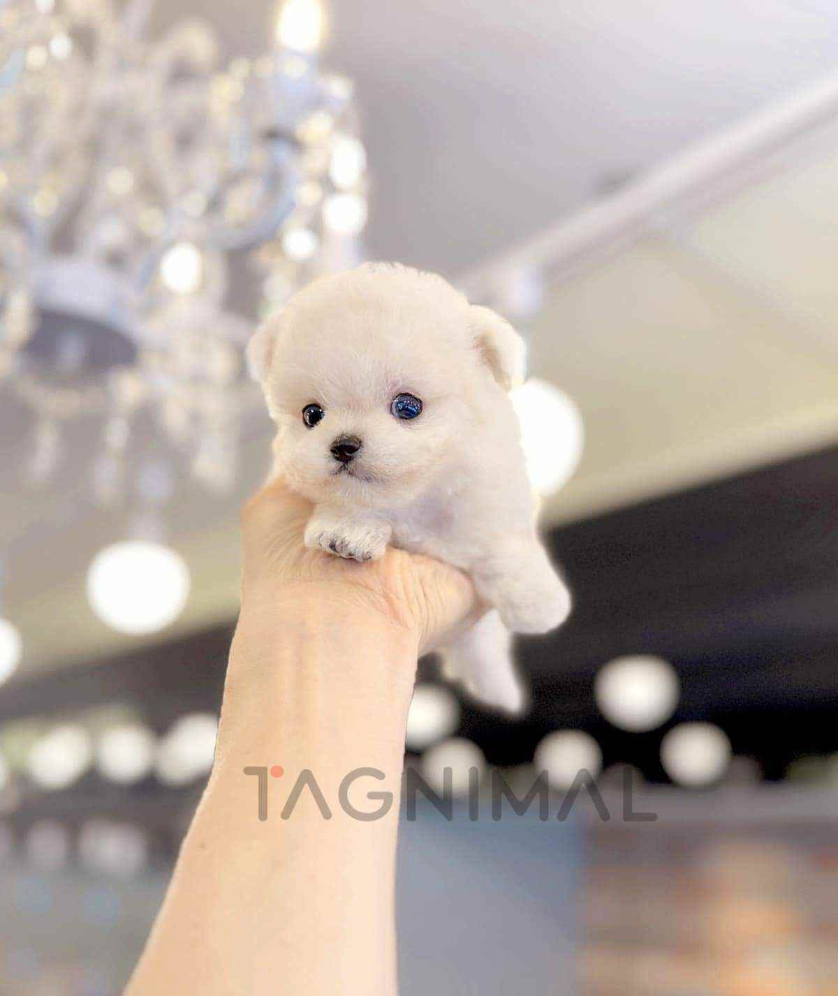 ขายลูกสุนัขมอลทิพู ซื้อสุนัข ซื้อหมา ได้ที่ Tagnimal