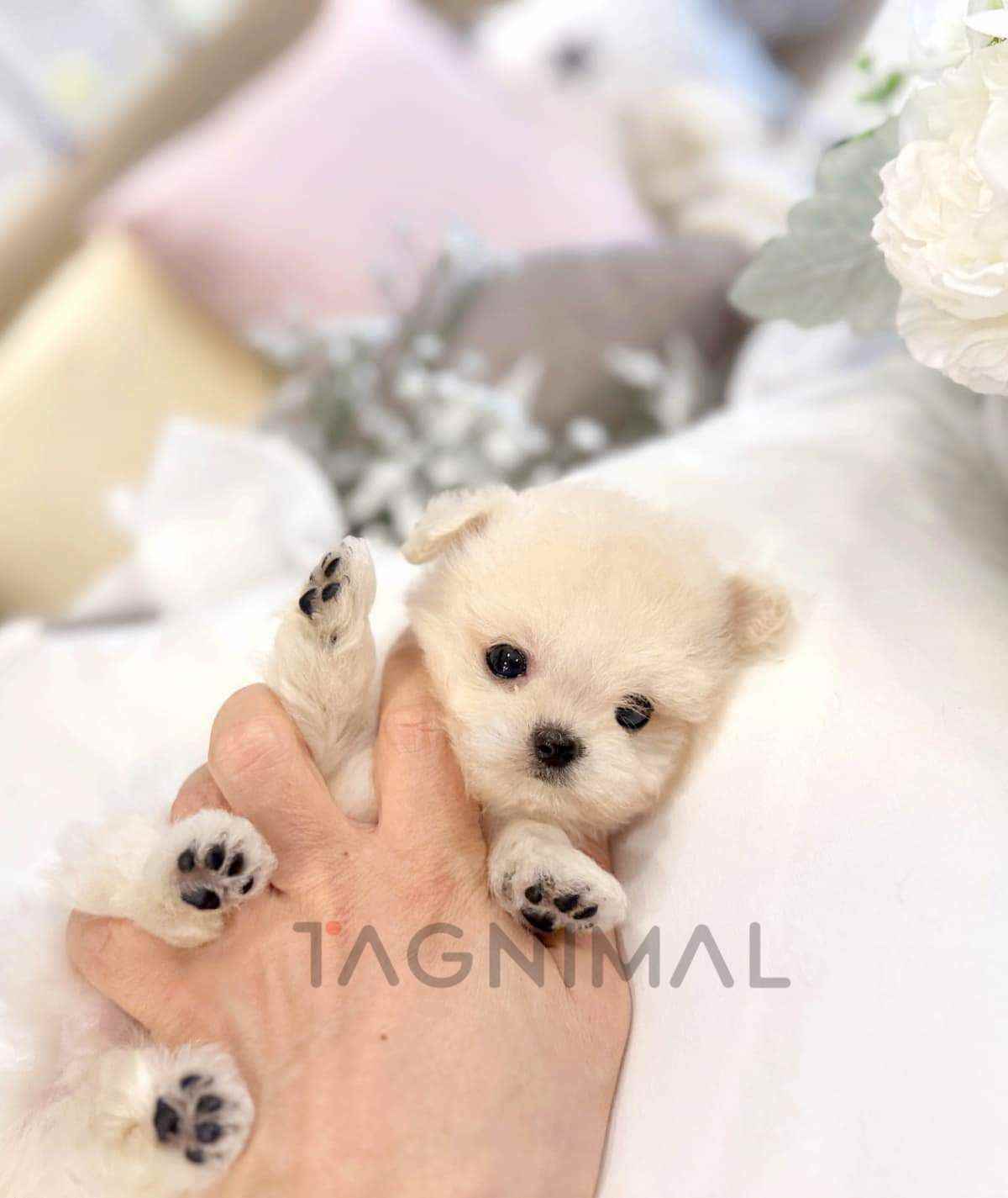 ขายลูกสุนัขมอลทิพู ซื้อสุนัข ซื้อหมา ได้ที่ Tagnimal