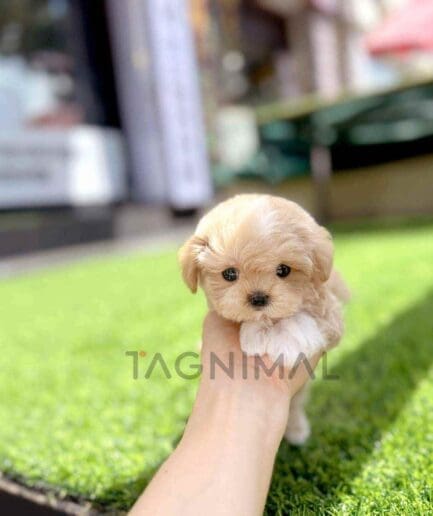 Maltipoo puppy for sale, dog for sale at Tagnimal