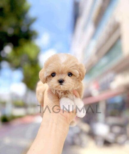 Maltipoo puppy for sale, dog for sale at Tagnimal