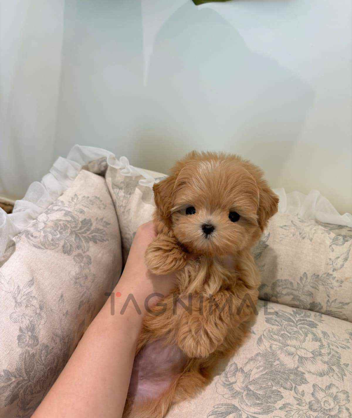 ขายลูกสุนัขมอลทิพู ซื้อสุนัข ซื้อหมา ได้ที่ Tagnimal