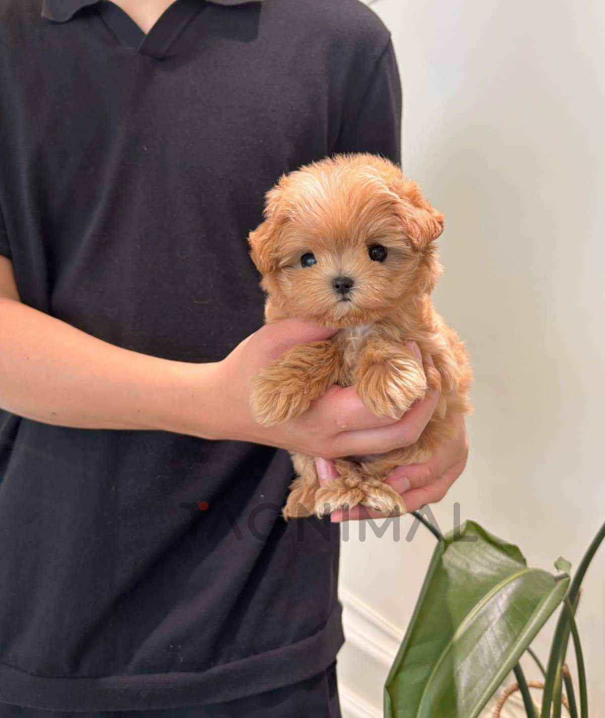 ขายลูกสุนัขมอลทิพู ซื้อสุนัข ซื้อหมา ได้ที่ Tagnimal