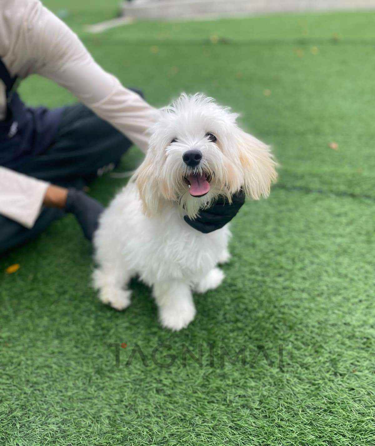 Maltipoo puppy for sale, dog for sale at Tagnimal