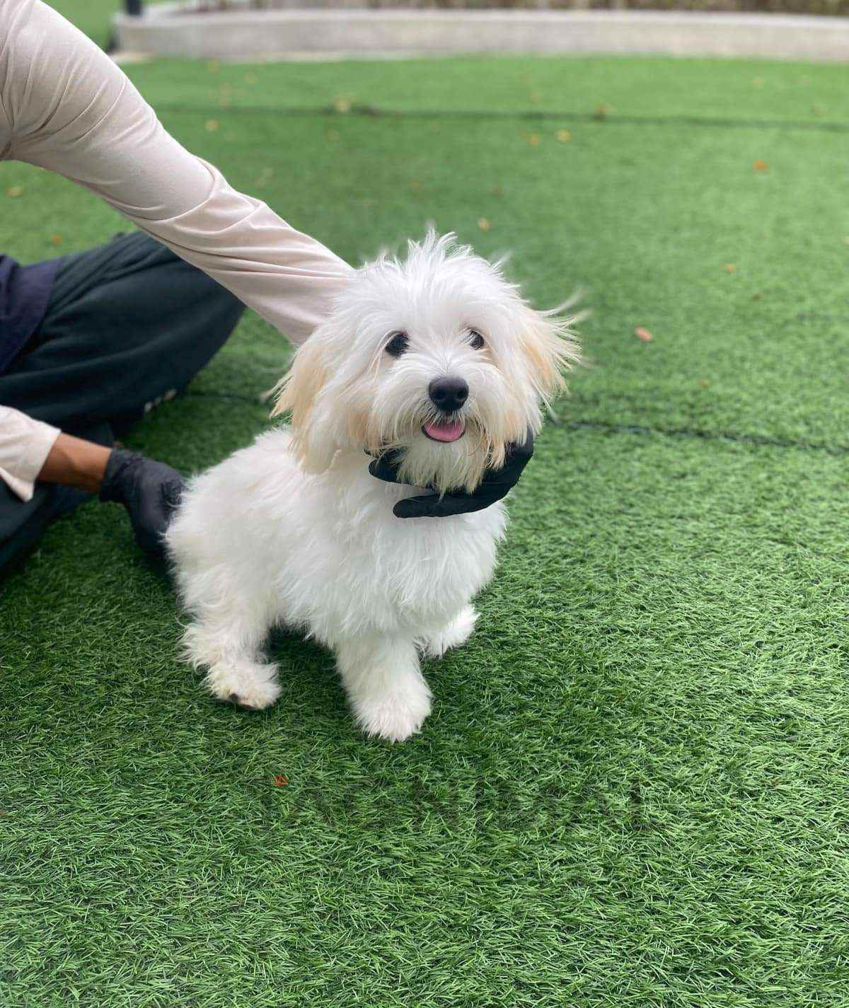 Maltipoo puppy for sale, dog for sale at Tagnimal