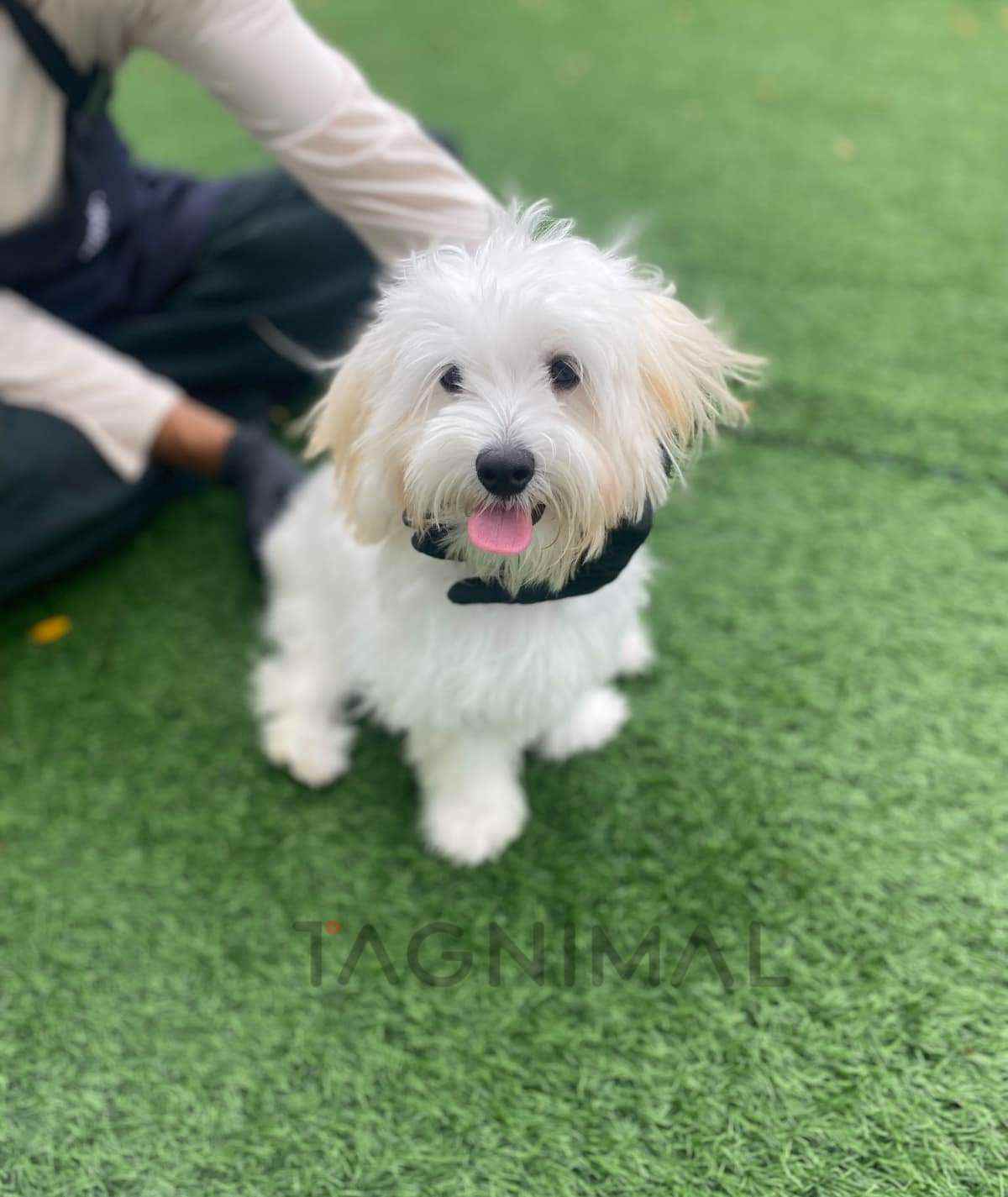 Maltipoo puppy for sale, dog for sale at Tagnimal