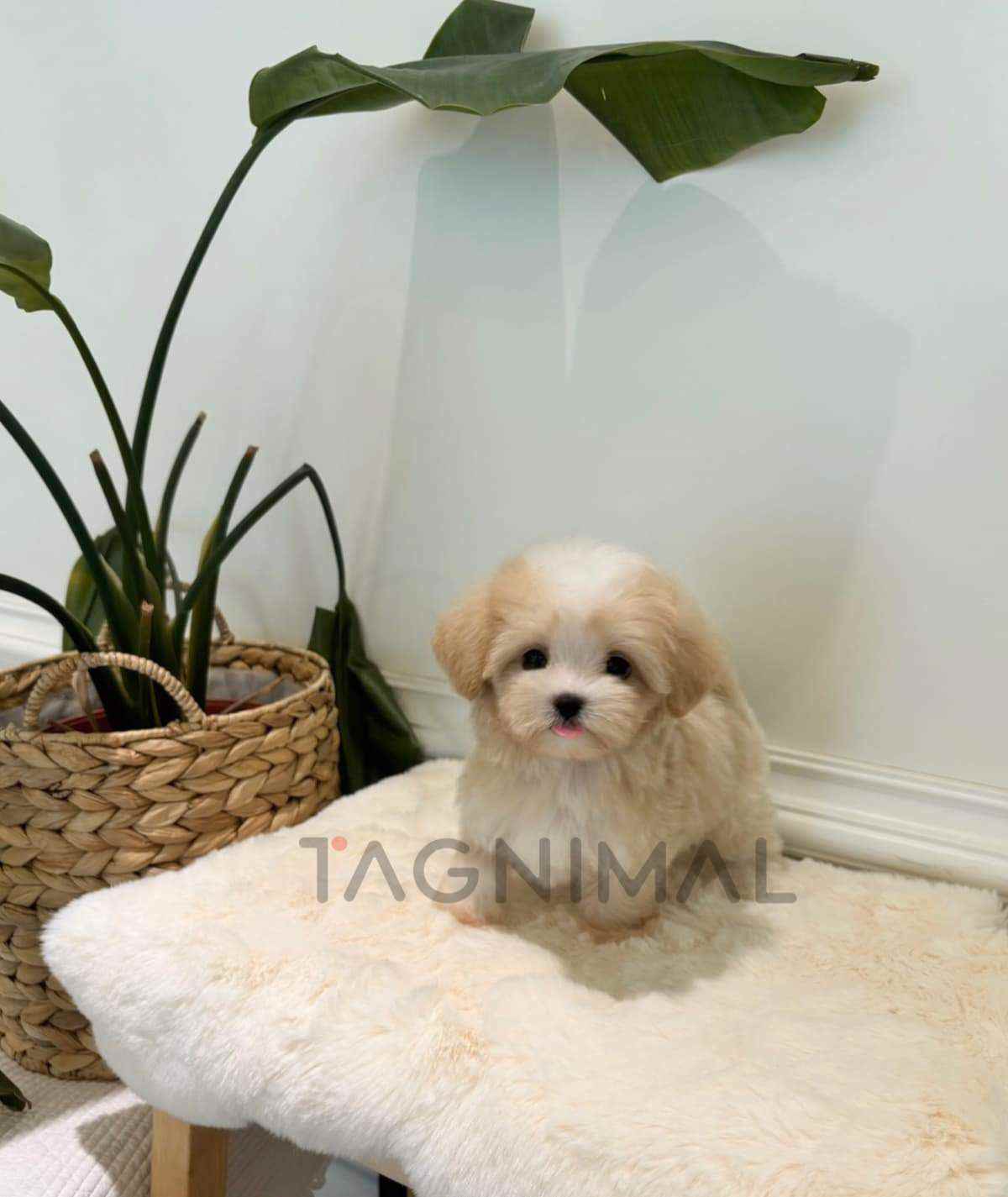 ขายลูกสุนัขมอลทิพู ซื้อสุนัข ซื้อหมา ได้ที่ Tagnimal