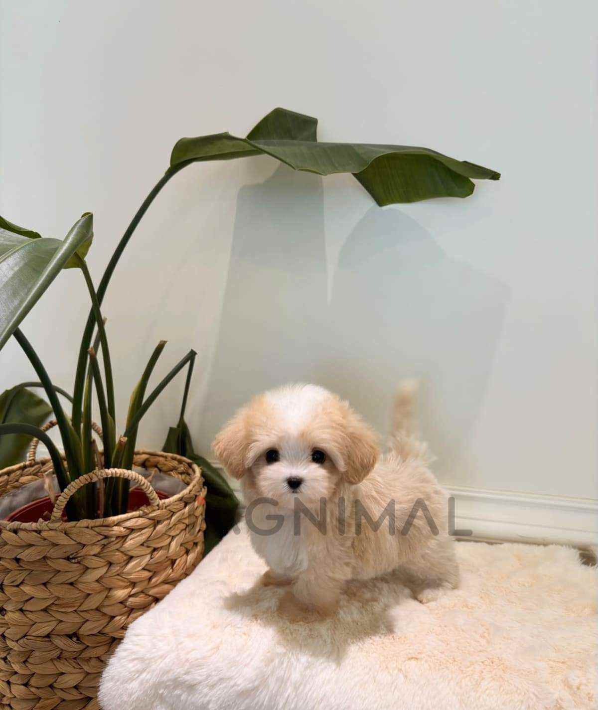 ขายลูกสุนัขมอลทิพู ซื้อสุนัข ซื้อหมา ได้ที่ Tagnimal