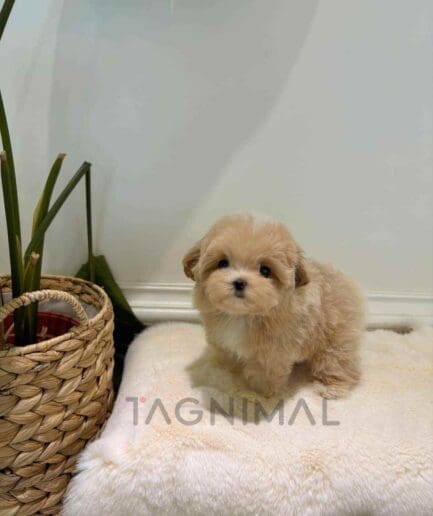 Maltipoo puppy for sale, dog for sale at Tagnimal