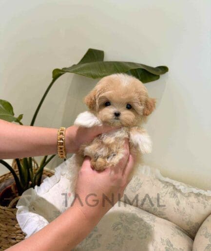 Maltipoo puppy for sale, dog for sale at Tagnimal
