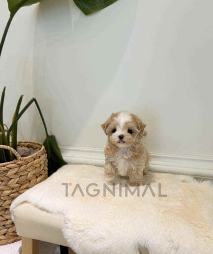 Maltipoo puppy for sale, dog for sale at Tagnimal