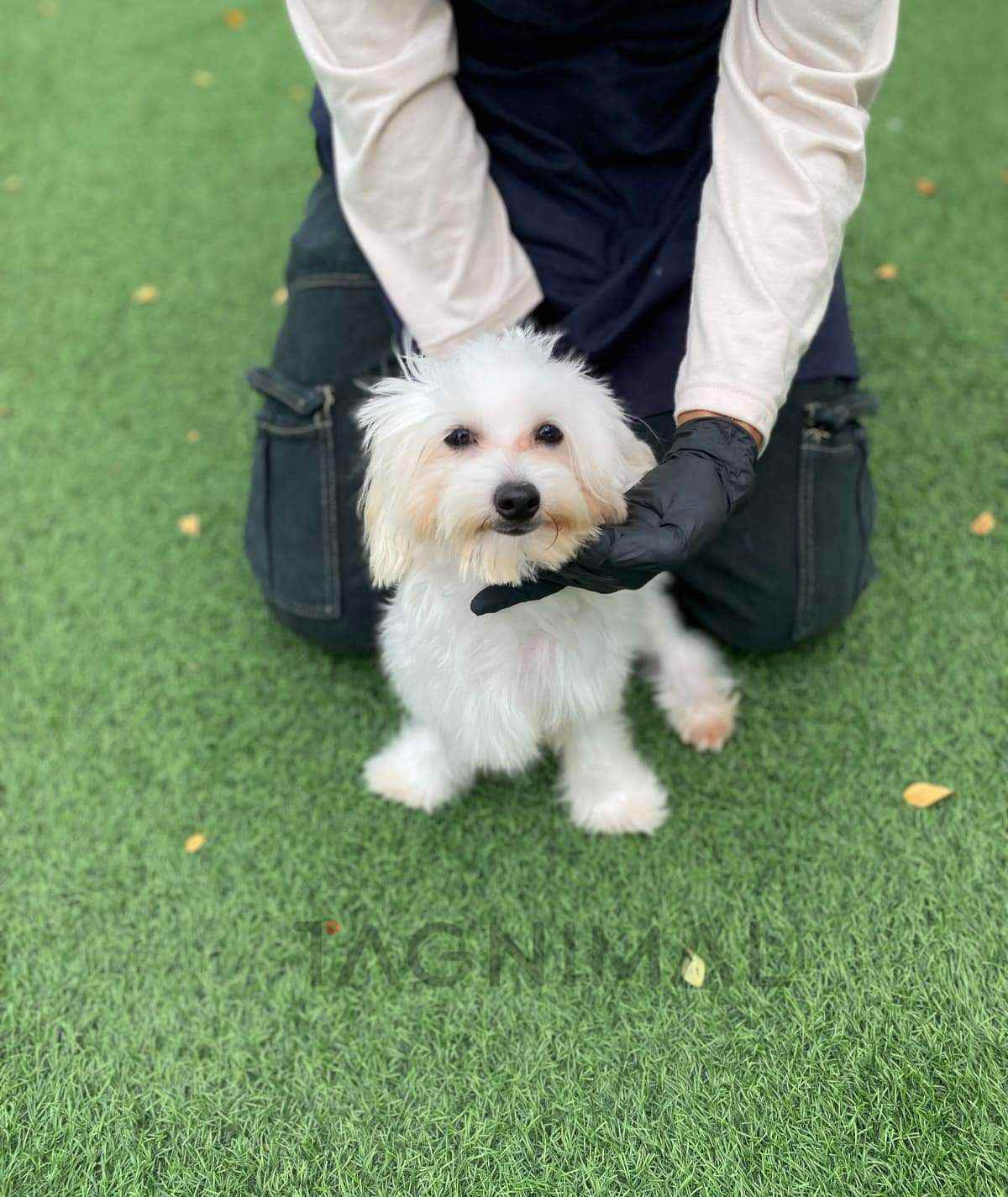 Maltipoo puppy for sale, dog for sale at Tagnimal