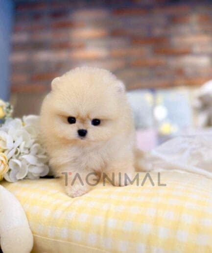 Pomeranian puppy for sale, dog for sale at Tagnimal