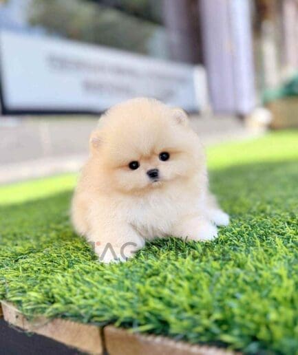 Pomeranian puppy for sale, dog for sale at Tagnimal