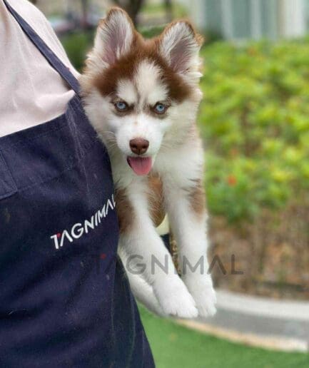 Pomsky puppy for sale, dog for sale at Tagnimal