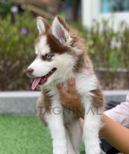 Pomsky puppy for sale, dog for sale at Tagnimal