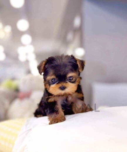Yorkshire Terrier puppy for sale, dog for sale at Tagnimal