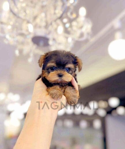 Yorkshire Terrier puppy for sale, dog for sale at Tagnimal