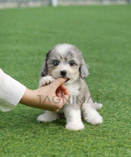 Aussiedoodle puppy for sale, dog for sale at Tagnimal