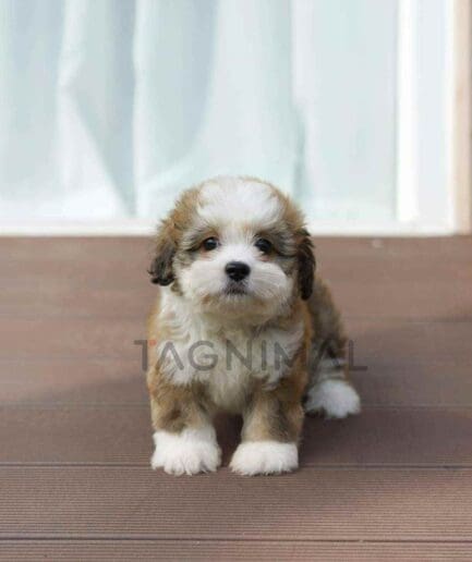 ขายลูกสุนัขเบอร์เนดูเดิ้ล ซื้อสุนัข ซื้อหมา ได้ที่ Tagnimal