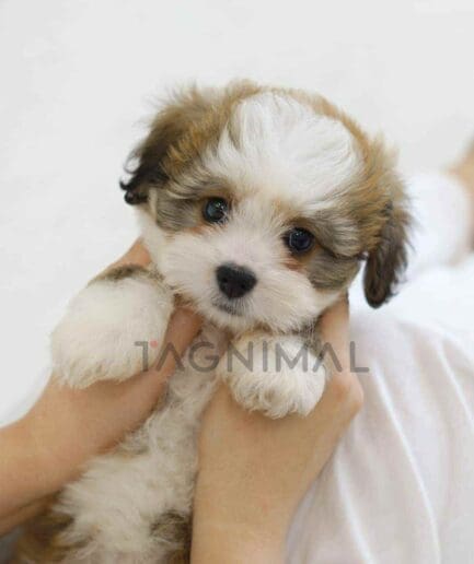 ขายลูกสุนัขเบอร์เนดูเดิ้ล ซื้อสุนัข ซื้อหมา ได้ที่ Tagnimal