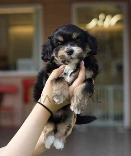 ขายลูกสุนัขเบอร์เนดูเดิ้ล ซื้อสุนัข ซื้อหมา ได้ที่ Tagnimal