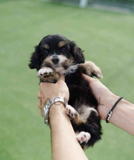 ขายลูกสุนัขเบอร์เนดูเดิ้ล ซื้อสุนัข ซื้อหมา ได้ที่ Tagnimal