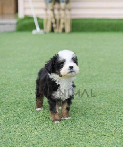 ขายลูกสุนัขเบอร์เนดูเดิ้ล ซื้อสุนัข ซื้อหมา ได้ที่ Tagnimal