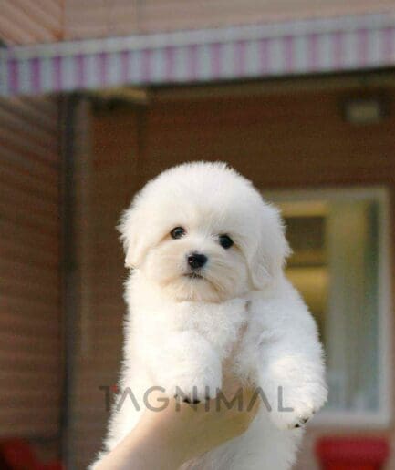 coton de tulear puppy for sale, dog for sale at Tagnimal