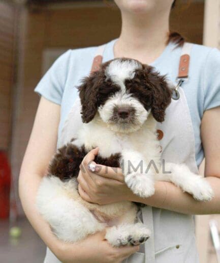 Goldendoodle puppy for sale, dog for sale at Tagnimal