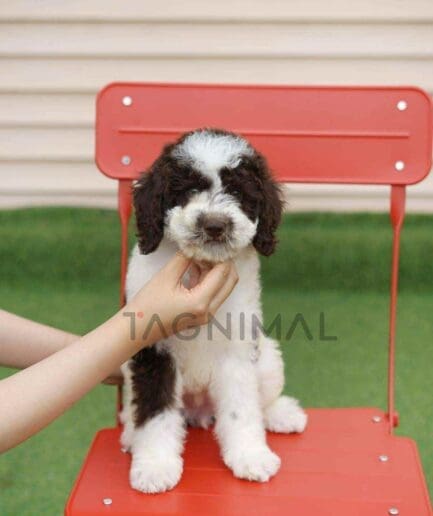 Goldendoodle puppy for sale, dog for sale at Tagnimal