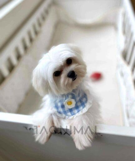 Maltese puppy for sale, dog for sale at Tagnimal