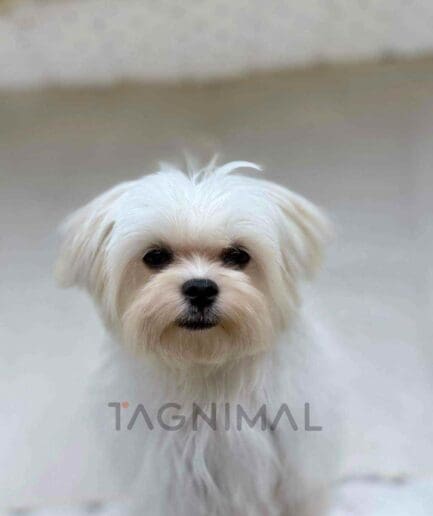 Maltese puppy for sale, dog for sale at Tagnimal