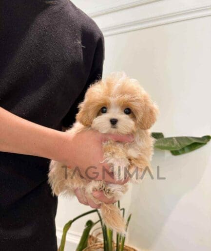 Maltipoo puppy for sale, dog for sale at Tagnimal