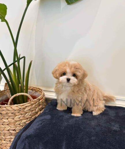 Maltipoo puppy for sale, dog for sale at Tagnimal