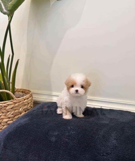 Maltipoo puppy for sale, dog for sale at Tagnimal