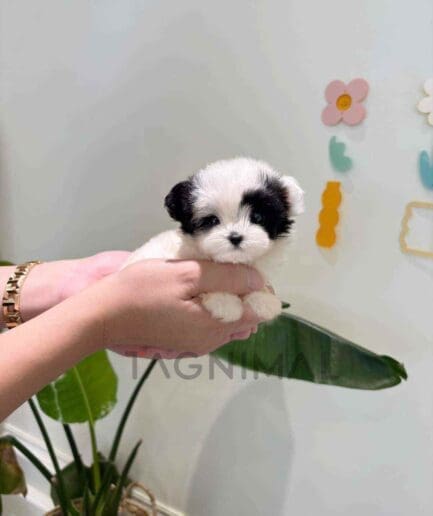Maltipoo puppy for sale, dog for sale at Tagnimal